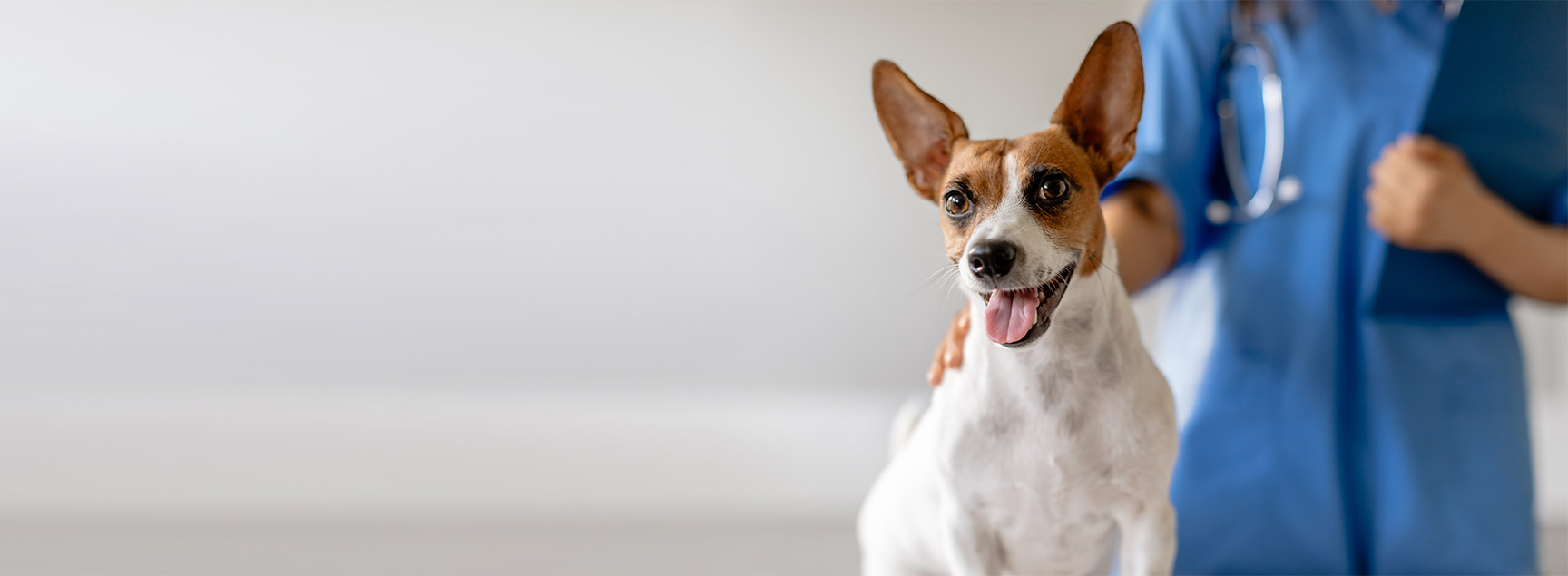 Consultation annuelle vétérinaire à Genève : le secret d’une vie longue et saine pour votre chien et chat
