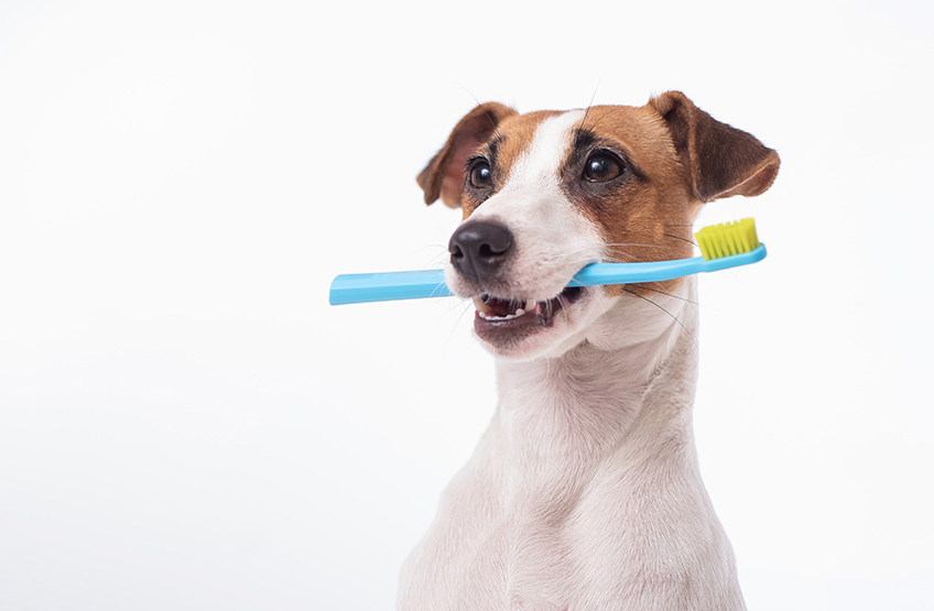 Détartrage dentaire chien et chat à Genève : pourquoi c&rsquo;est indispensable pour la santé de votre animal