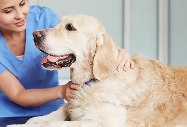 Stérilisation chien et chat à Genève : le guide complet pour la santé et le bien-être de votre animal