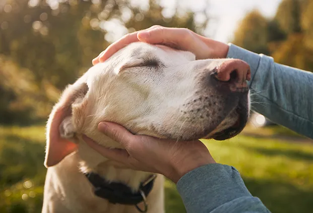 Chien ou chat senior à Genève : demandez l&rsquo;aide de votre vétérinaire