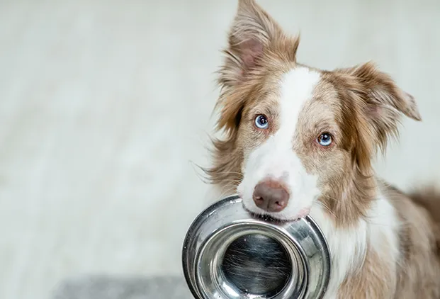 Alimentation chien et chat à Genève : que donner à manger à son animal ? Les conseils de votre vétérinaire