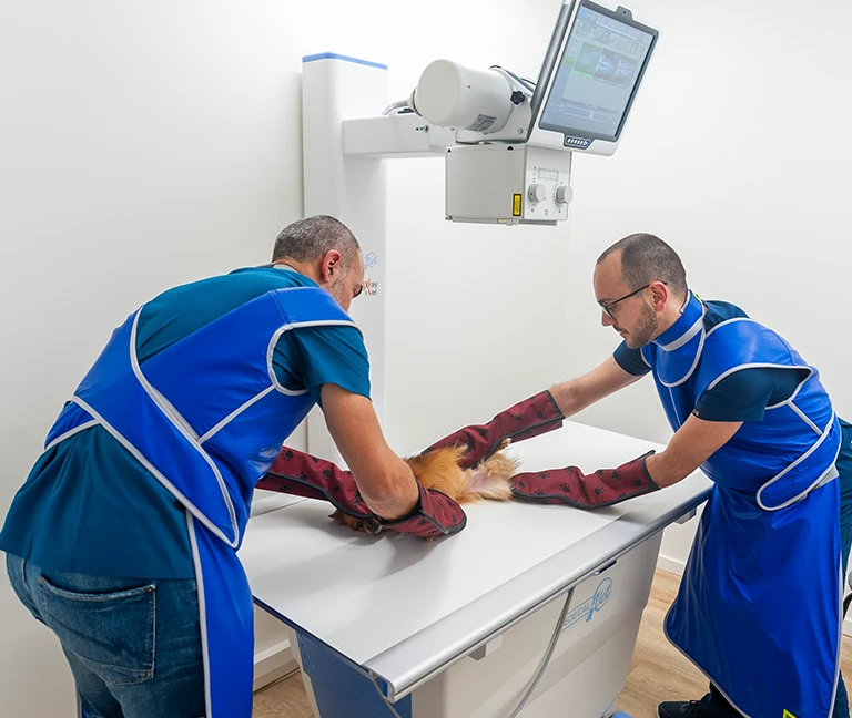 Comment-le-diagnostic-est-il-pose-vetgeneve