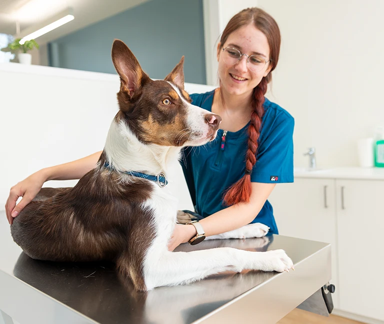 Comment-se-deroule-le-bilan-cardiaque-vetgeneve