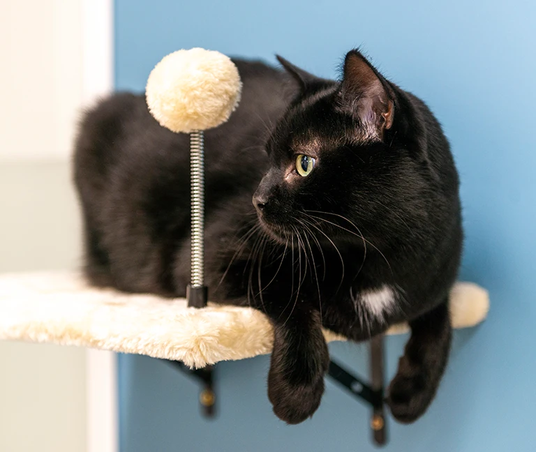 Des espaces Cat & Dog Friendly