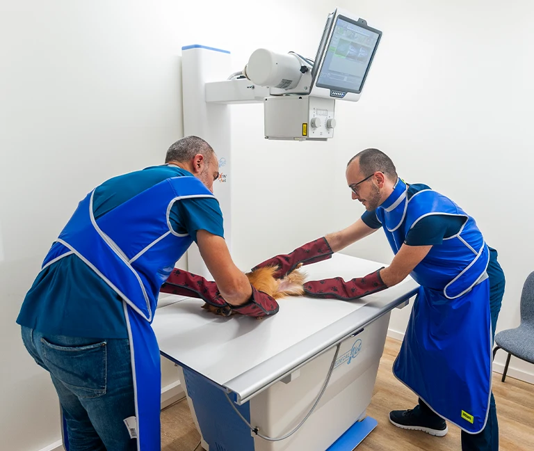 La radiographie v&eacute;t&eacute;rinaire