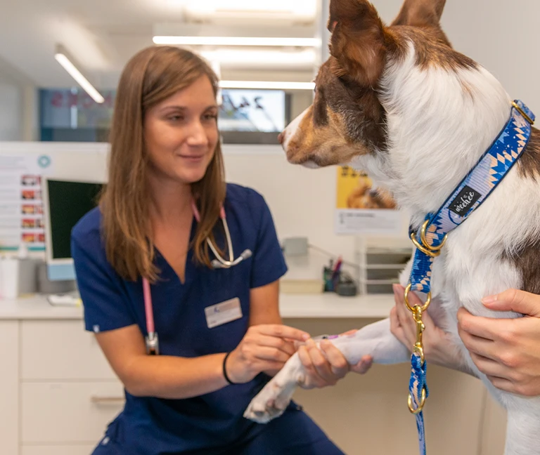 La-vaccination-de-votre-chien-ou-de-votre-chat-vetgeneve