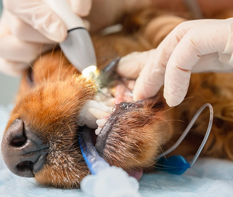 Le-detartrage-veterinaire-vetgeneve