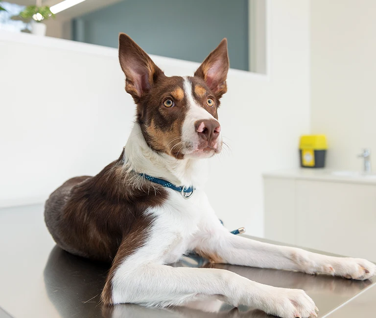Le-suivi-de-votre-animal-senior-vetgeneve