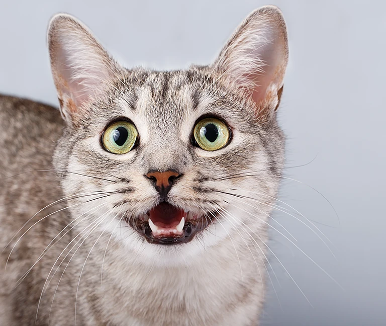 Pourquoi-surveiller-les-dents-de-votre-animal-vetgeneve