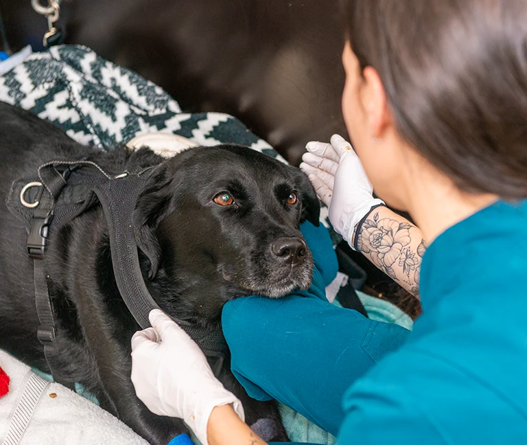 Qu-est-ce-qu-un-cancer-chez-animal-vetgeneve