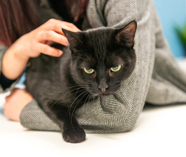 Quand-consulter-votre-veterinaire-vetgeneve