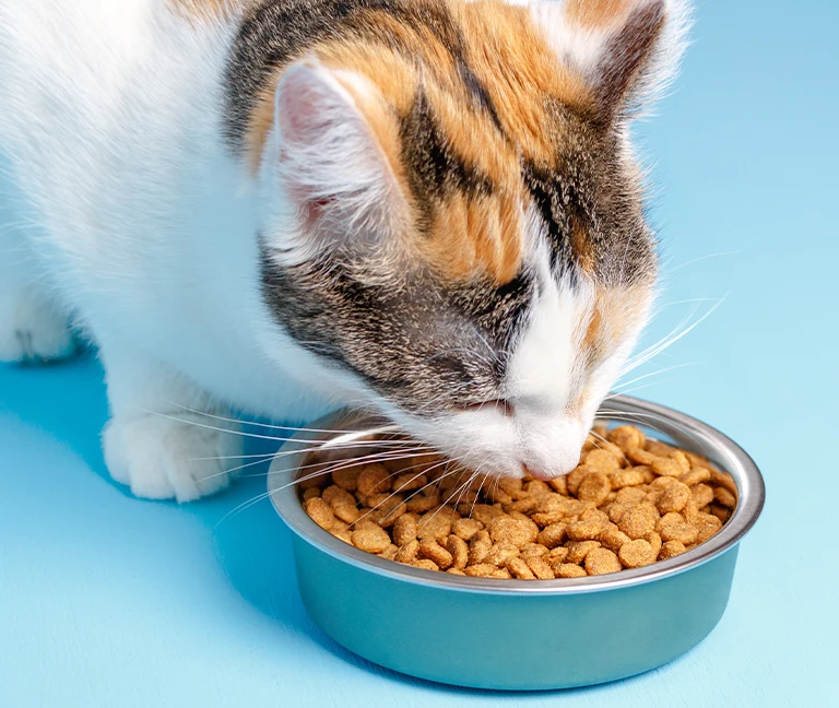 Une-alimentation-adaptee-a-sa-croissance -vetgeneve