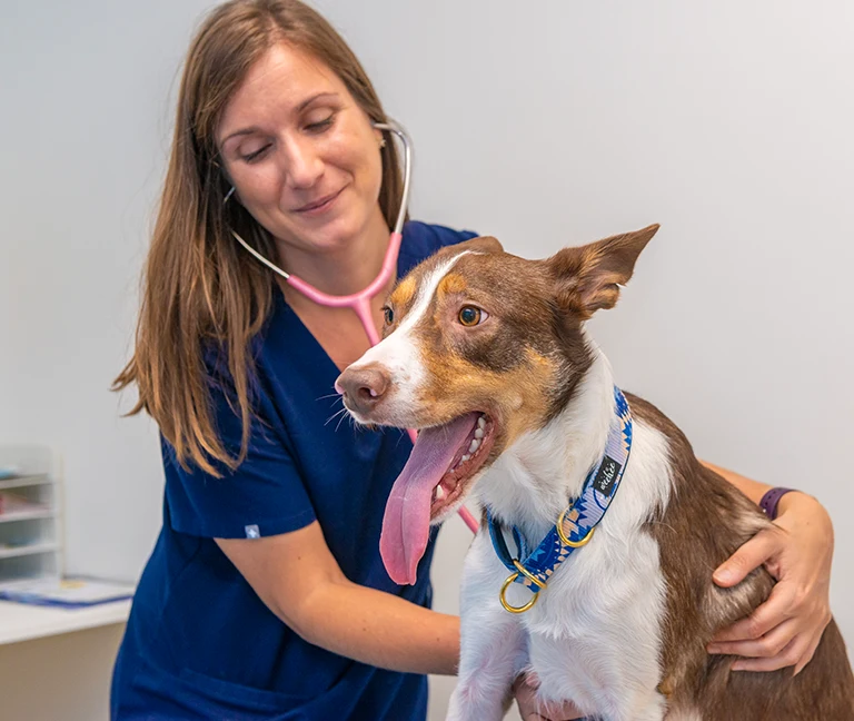 Une-prise-en-charge-adaptee-a-chaque-animal-vetgeneve