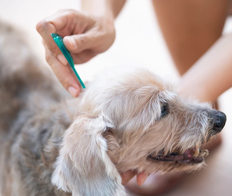 Une-protection-antiparasitaire-adaptee-vetgeneve