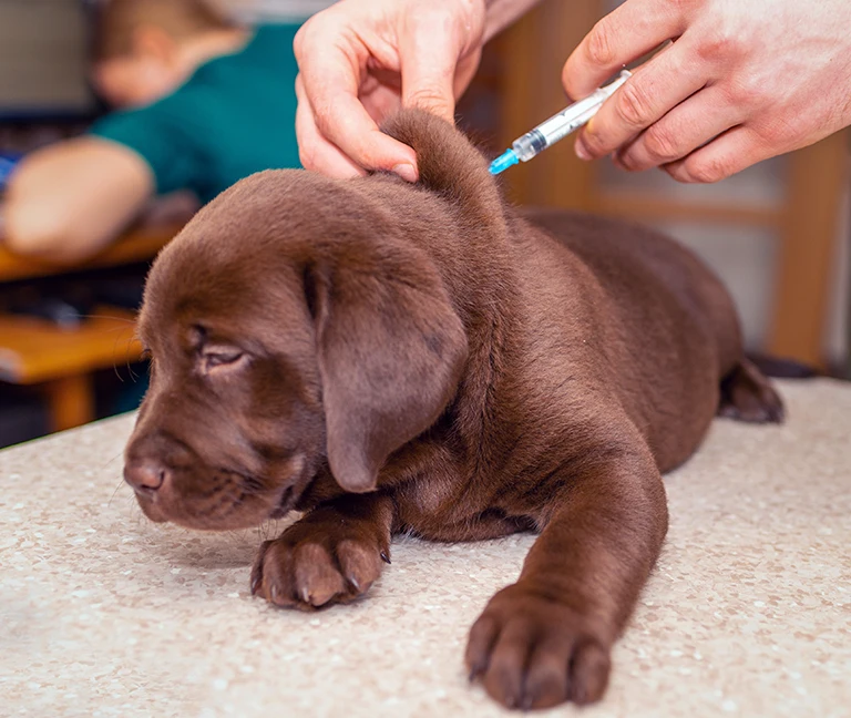 Vaccination-et-antiparasitaires-vetgeneve