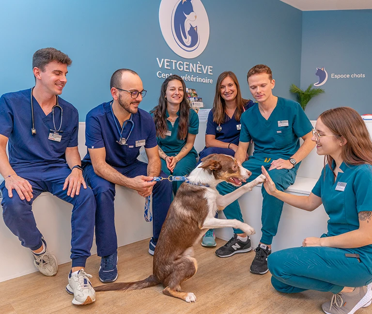 Votre-veterinaire-de-proximite-a-Geneve-vetgeneve